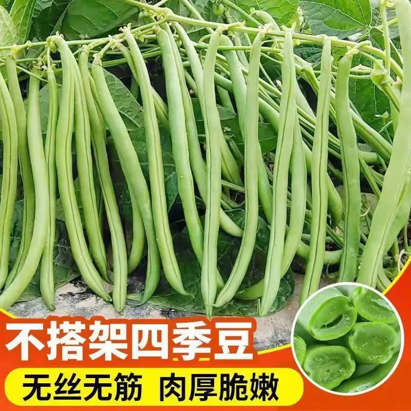 无架四季豆矮地豆种子早熟不爬藤短豆角菜豆种籽可阳台盆栽无筋豆