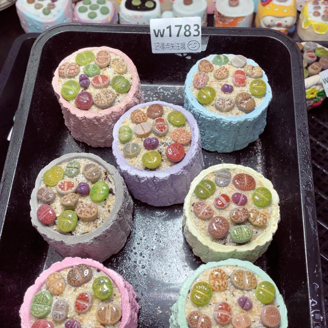 1783-量拍随机一盆—-