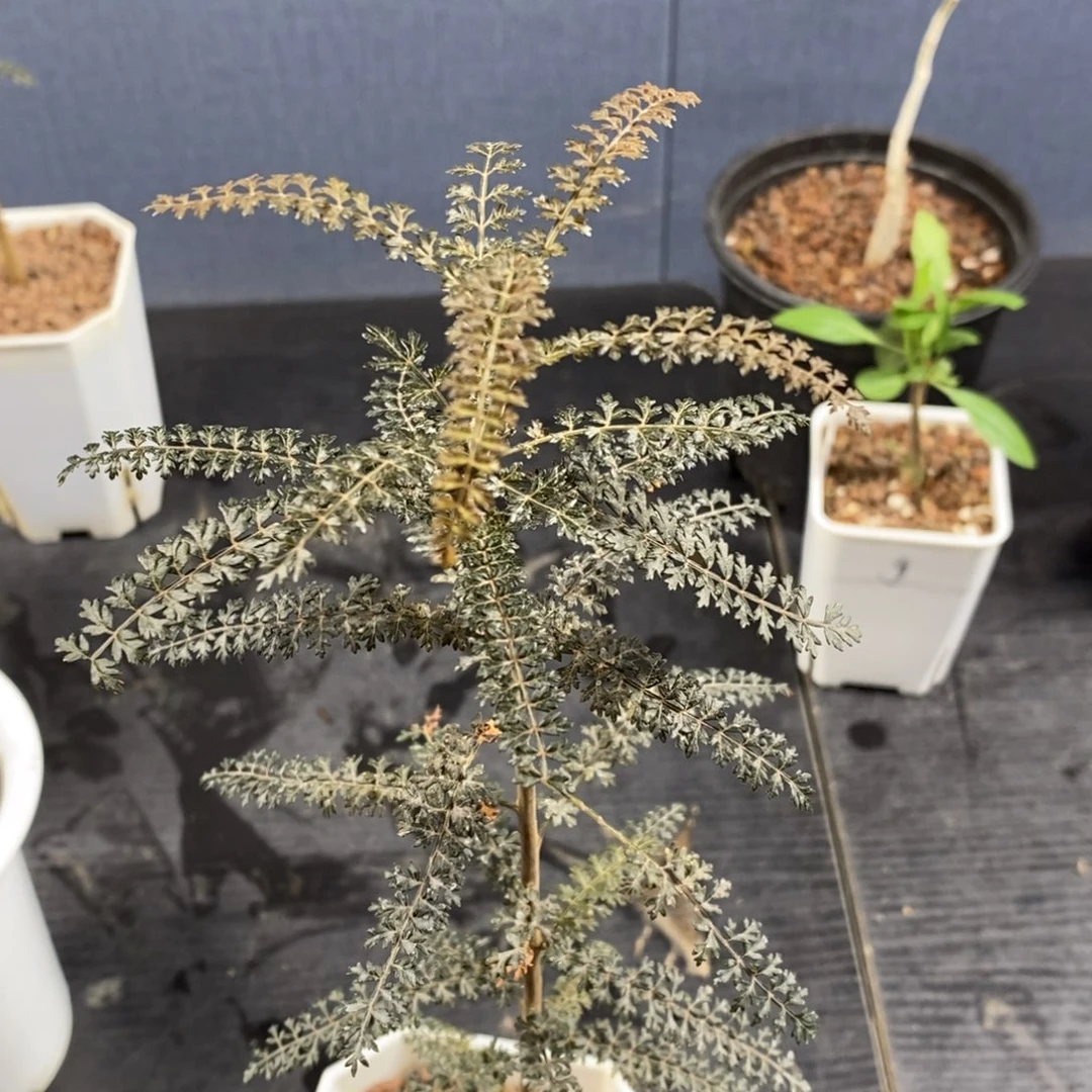 索科特拉乳香黑叶版实生