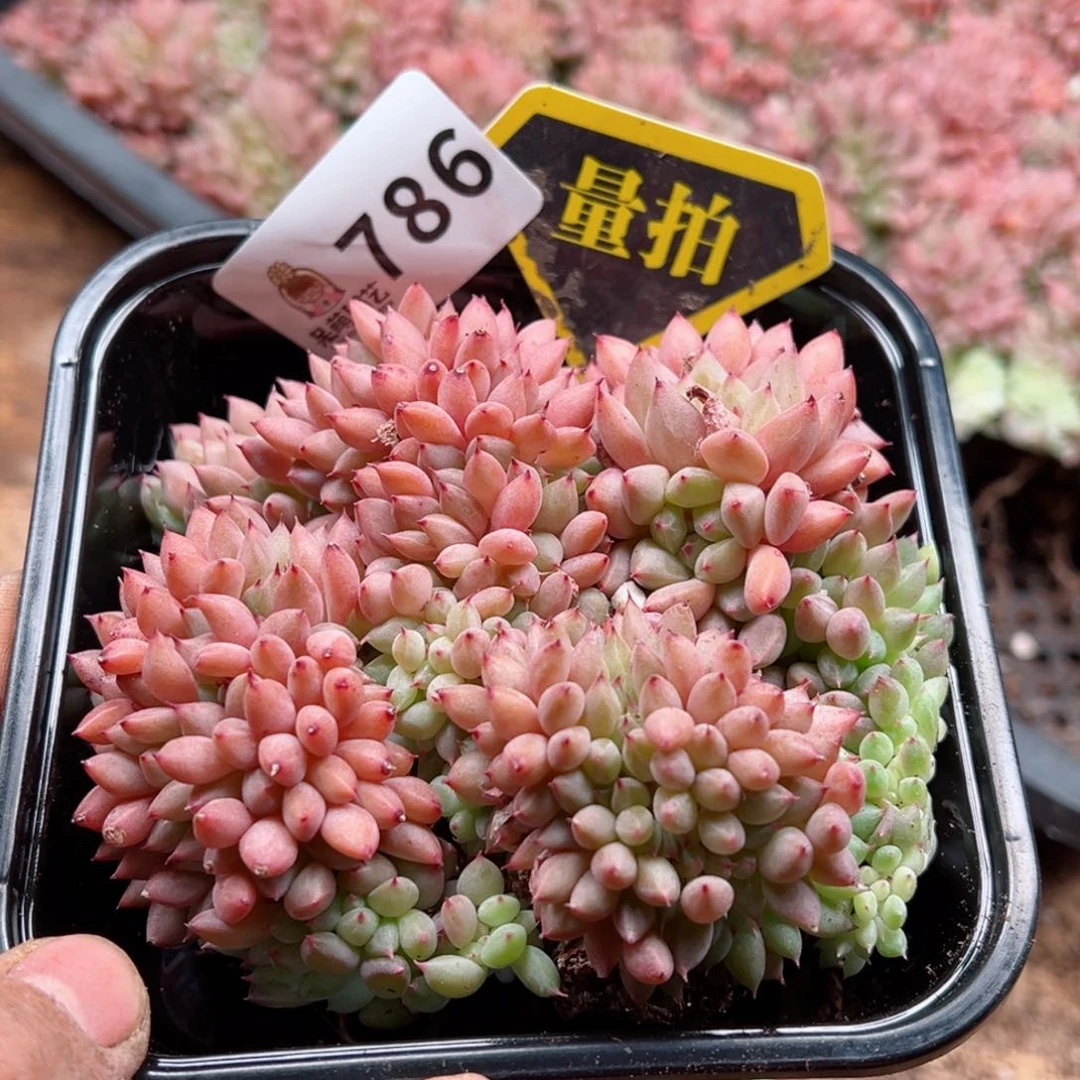 多肉植物多肉植物