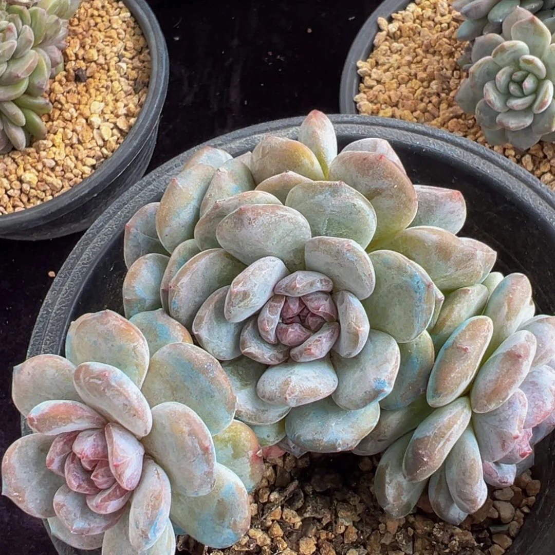 新年快乐 新年快乐