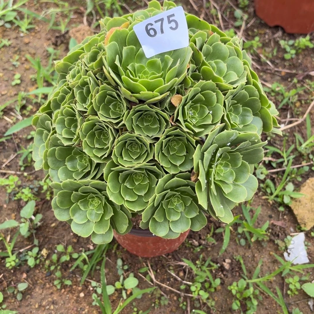 绿羊绒断枝不包675