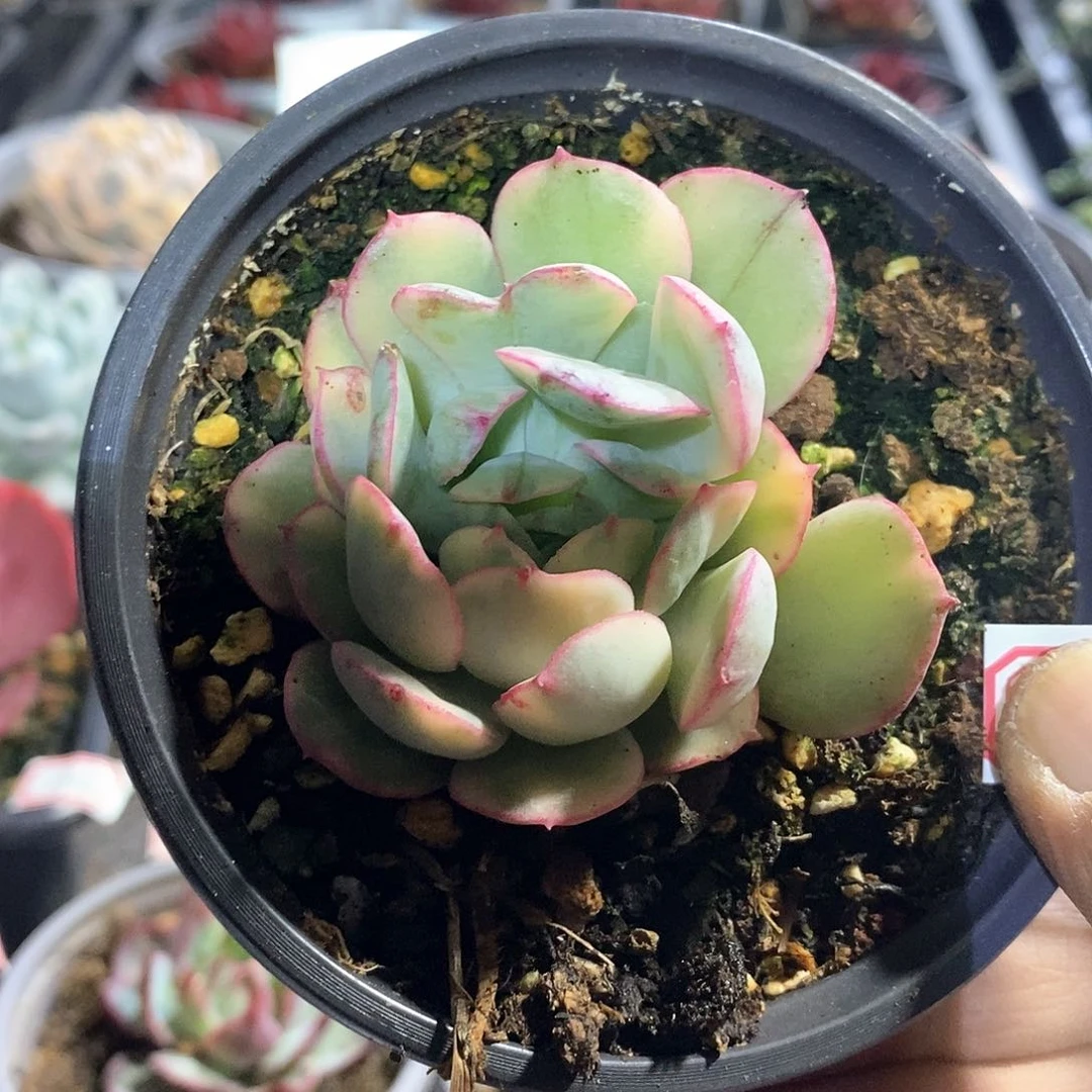 A842精美多肉般若锦