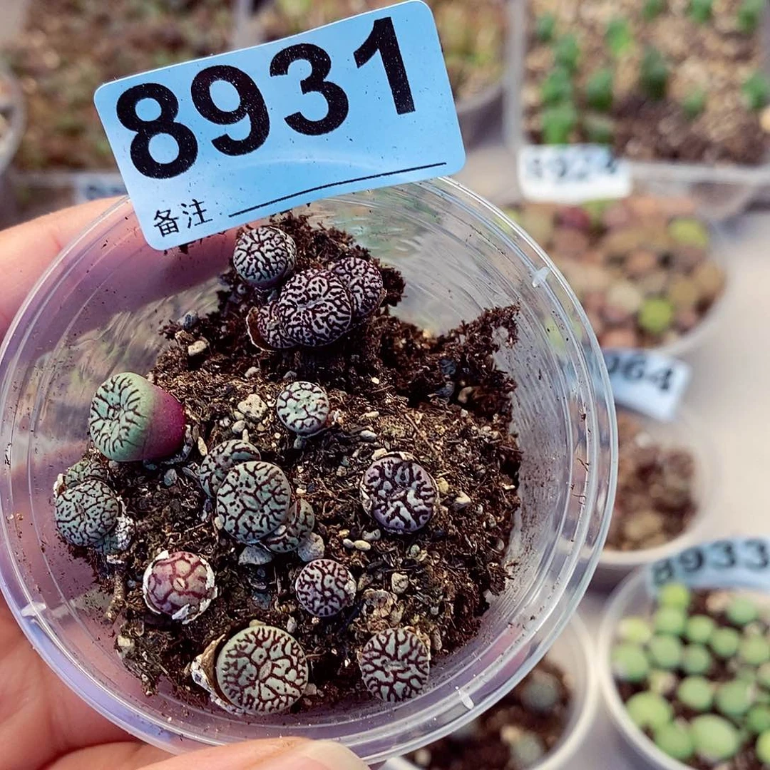 8931哦哦哦快快乐乐