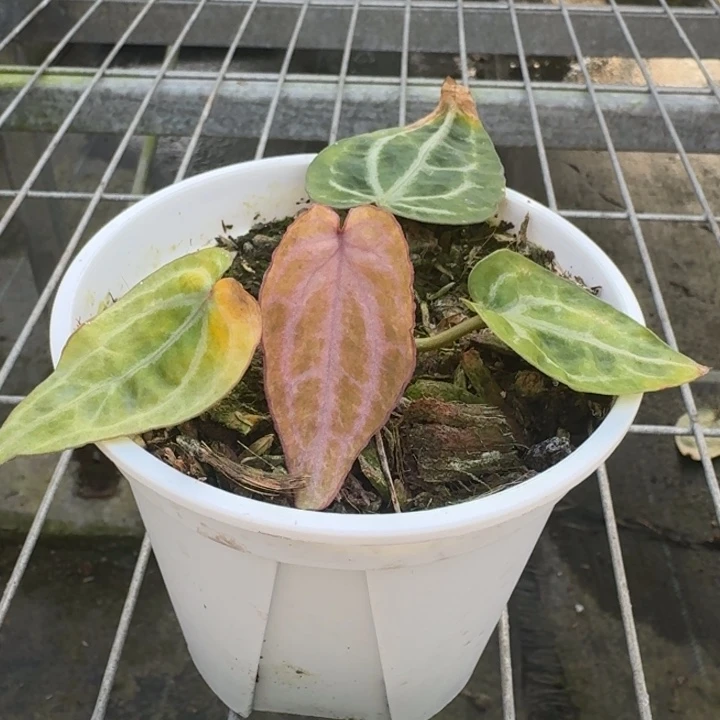 完全开放2号虹霓花烛