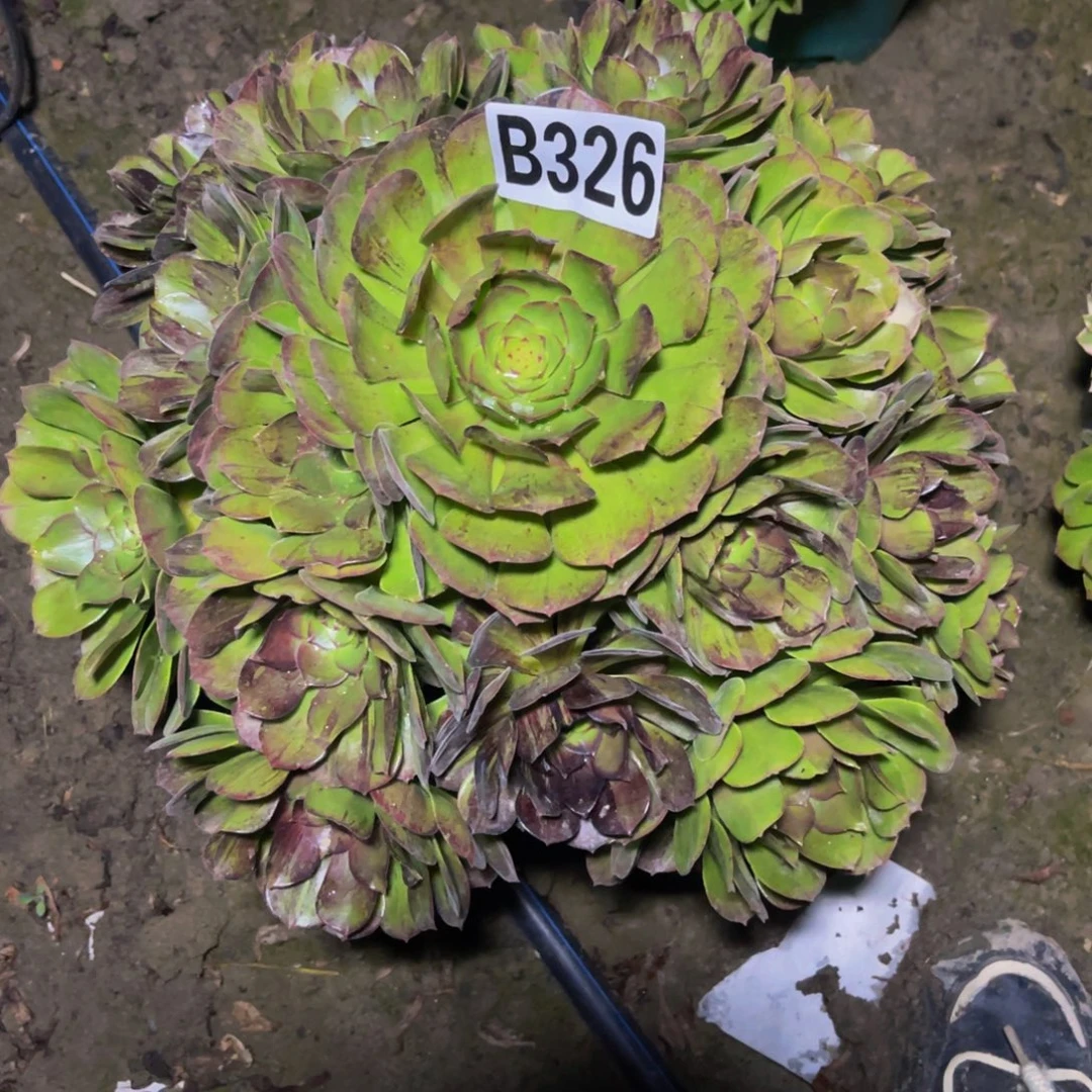 墨染法师26/////18包邮