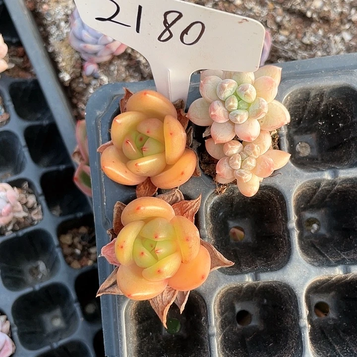 薇薇安园艺多肉2180