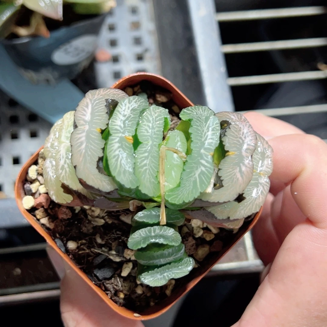 大*可3239多肉植物一颗