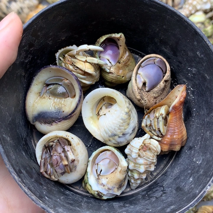 39b9只组合包活八个