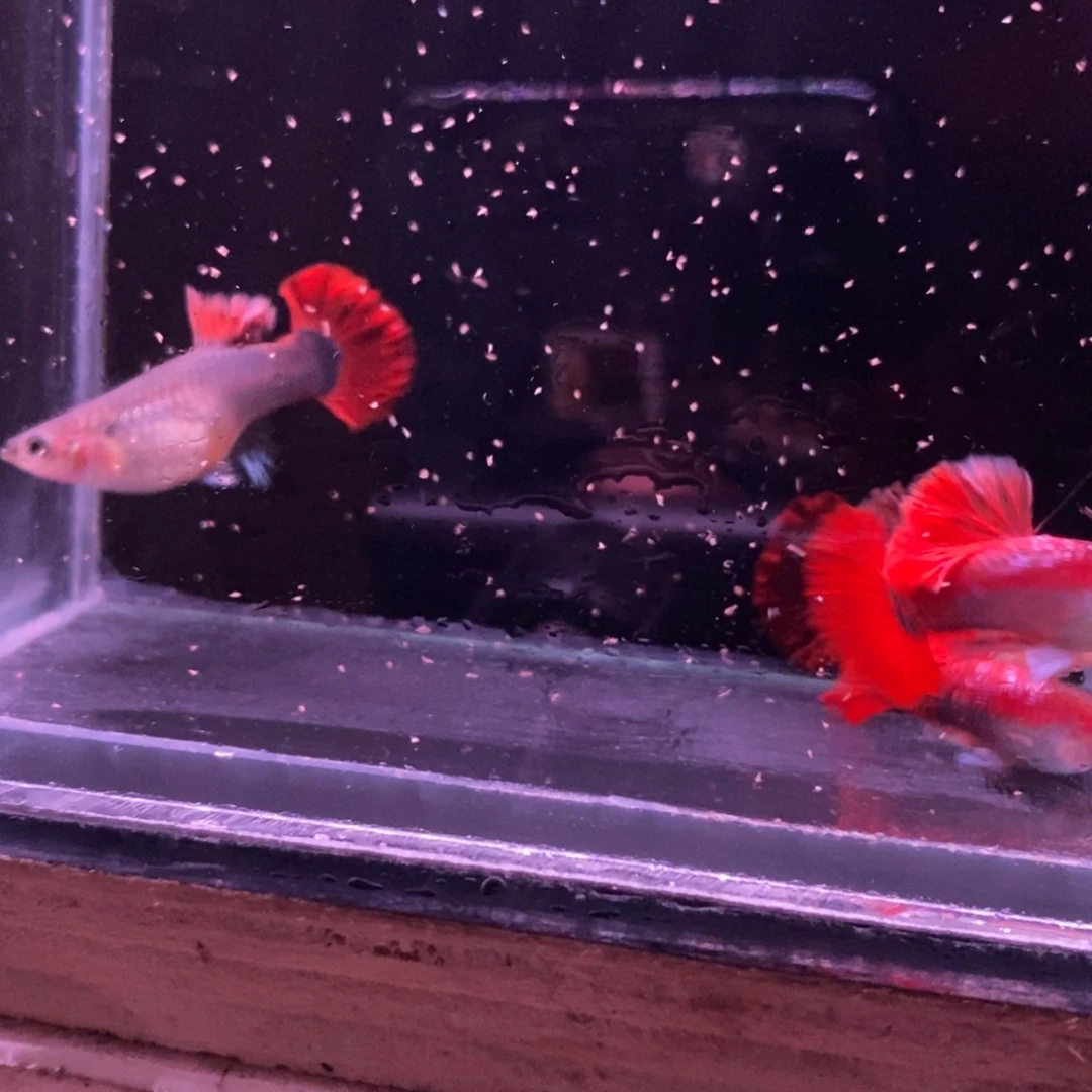 孔雀鱼菊花帆两对