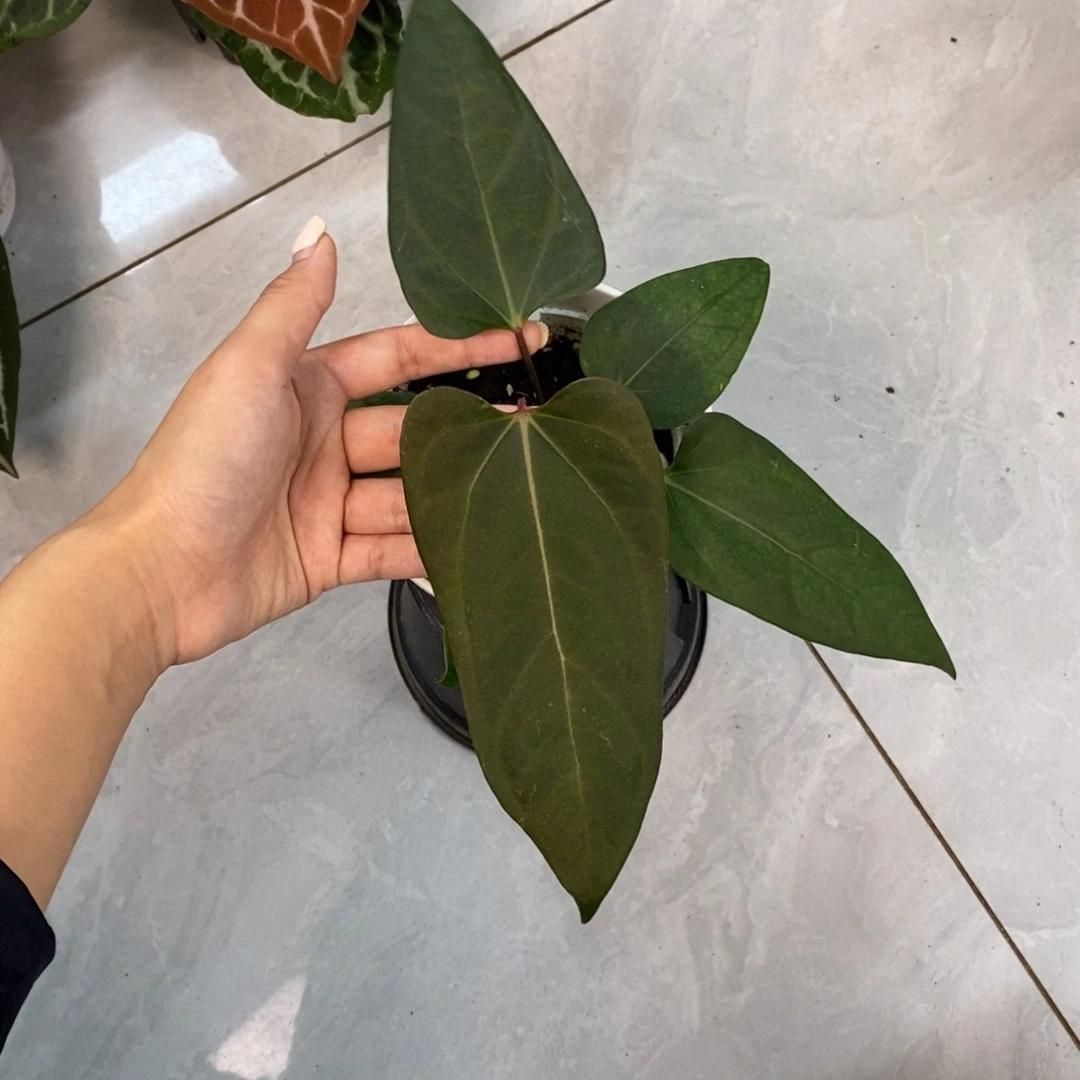 不开花植物port杂