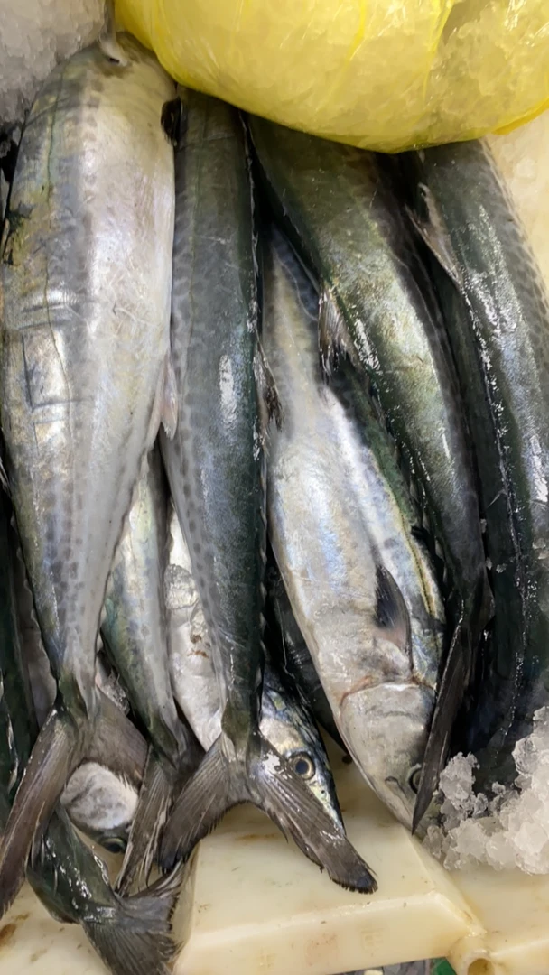 【霞浦海鲜】新鲜马鲛鱼鱼有大有小以(直播现场现货为准)