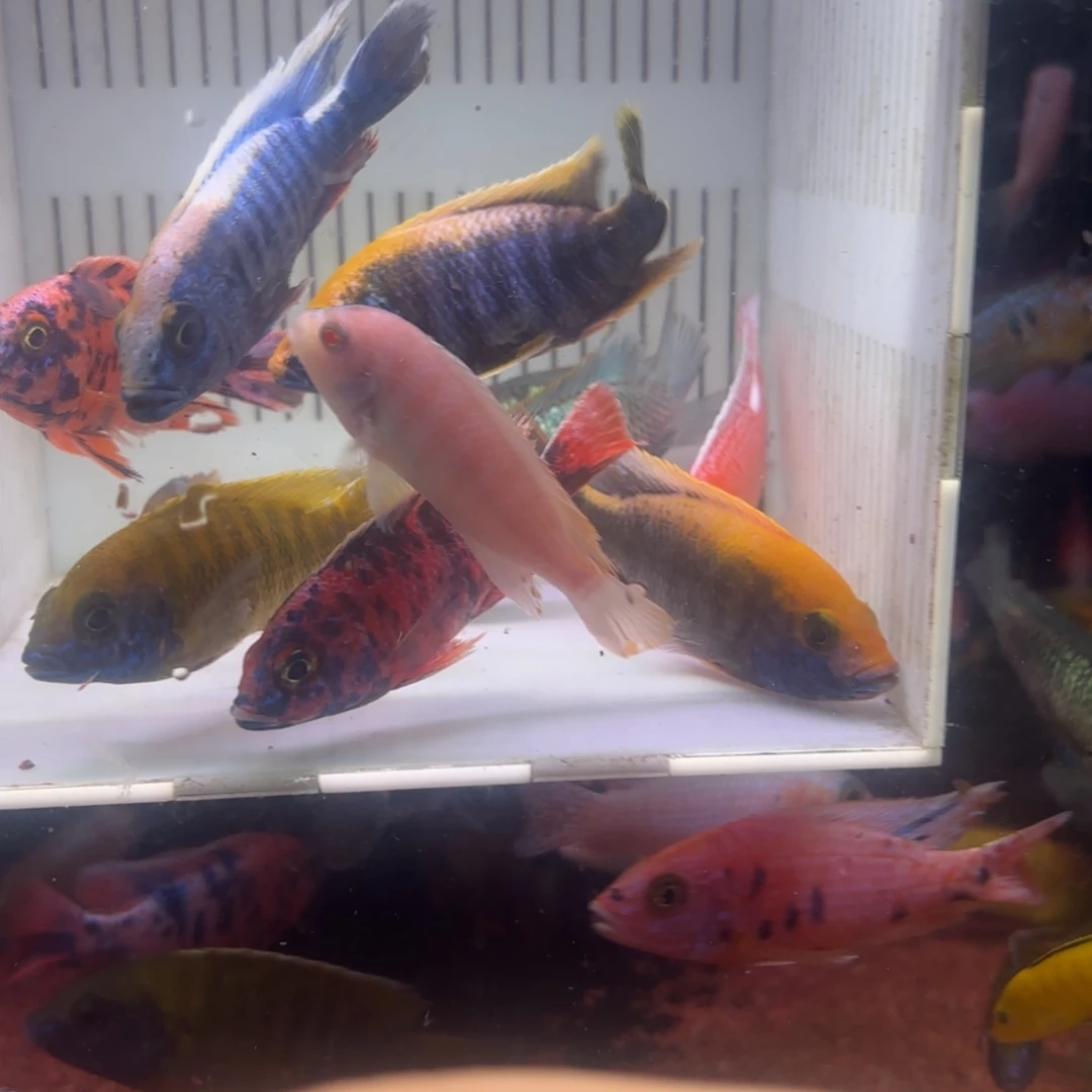 慈鲷鱼直播慈鲷组合12条其中备损2条，不低于9个品种