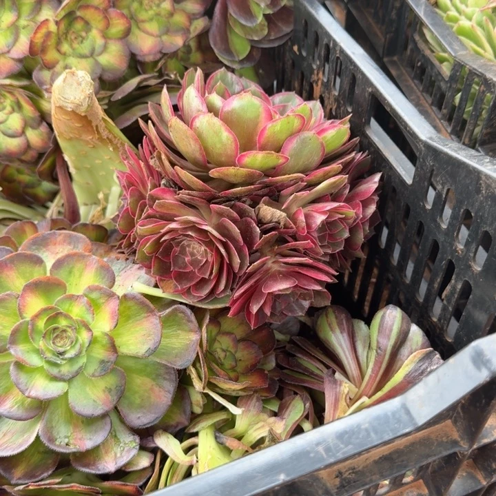 黑魔锦捧花啊啊啊啊