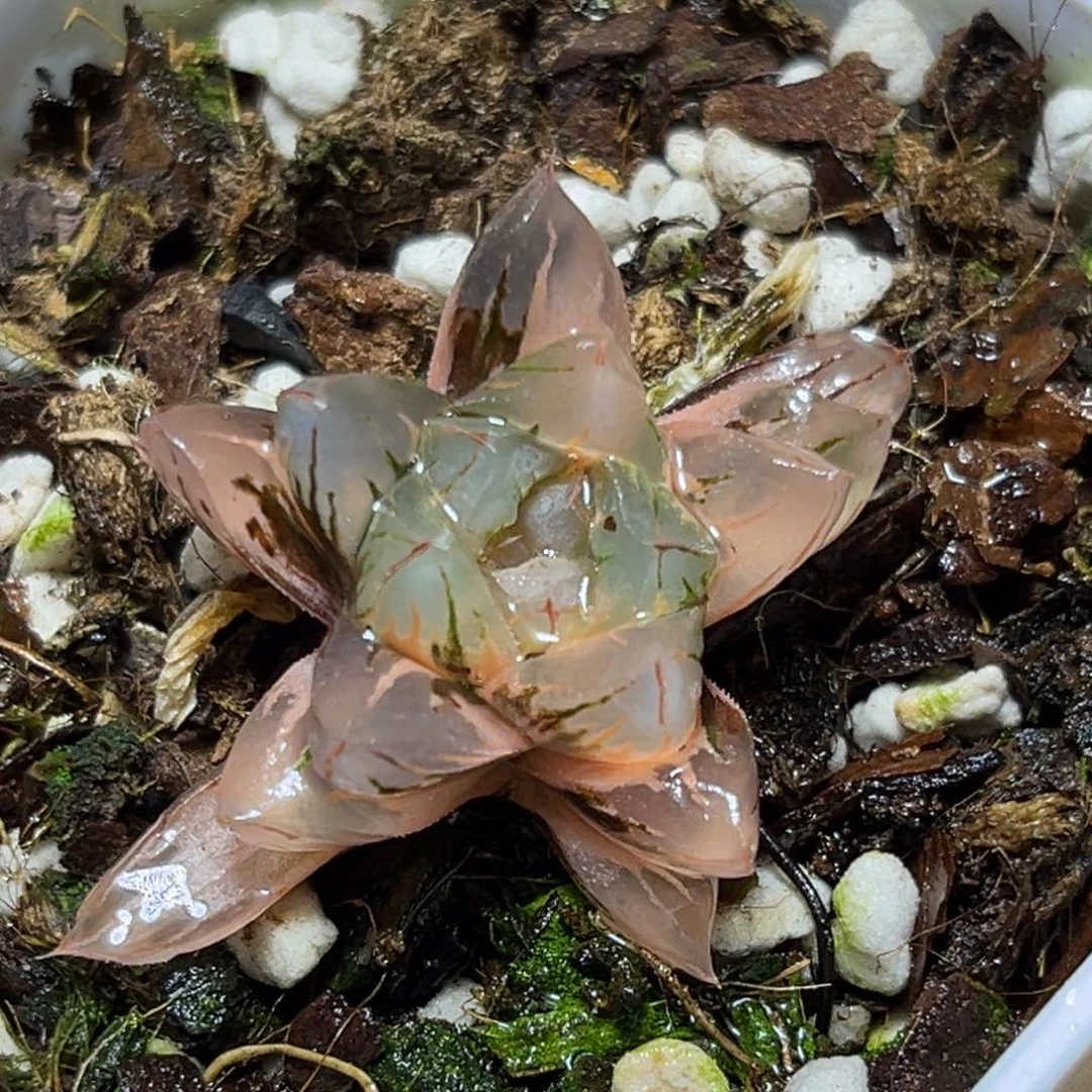 恭喜发财大吉大利0056