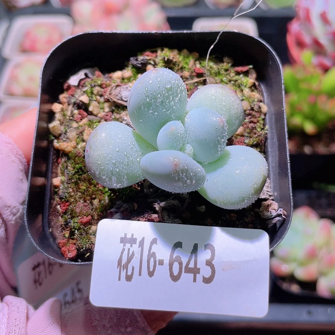 花利美16-643薄荷糖