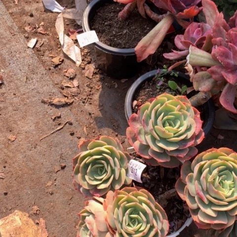 名**定2112白雪公主多肉