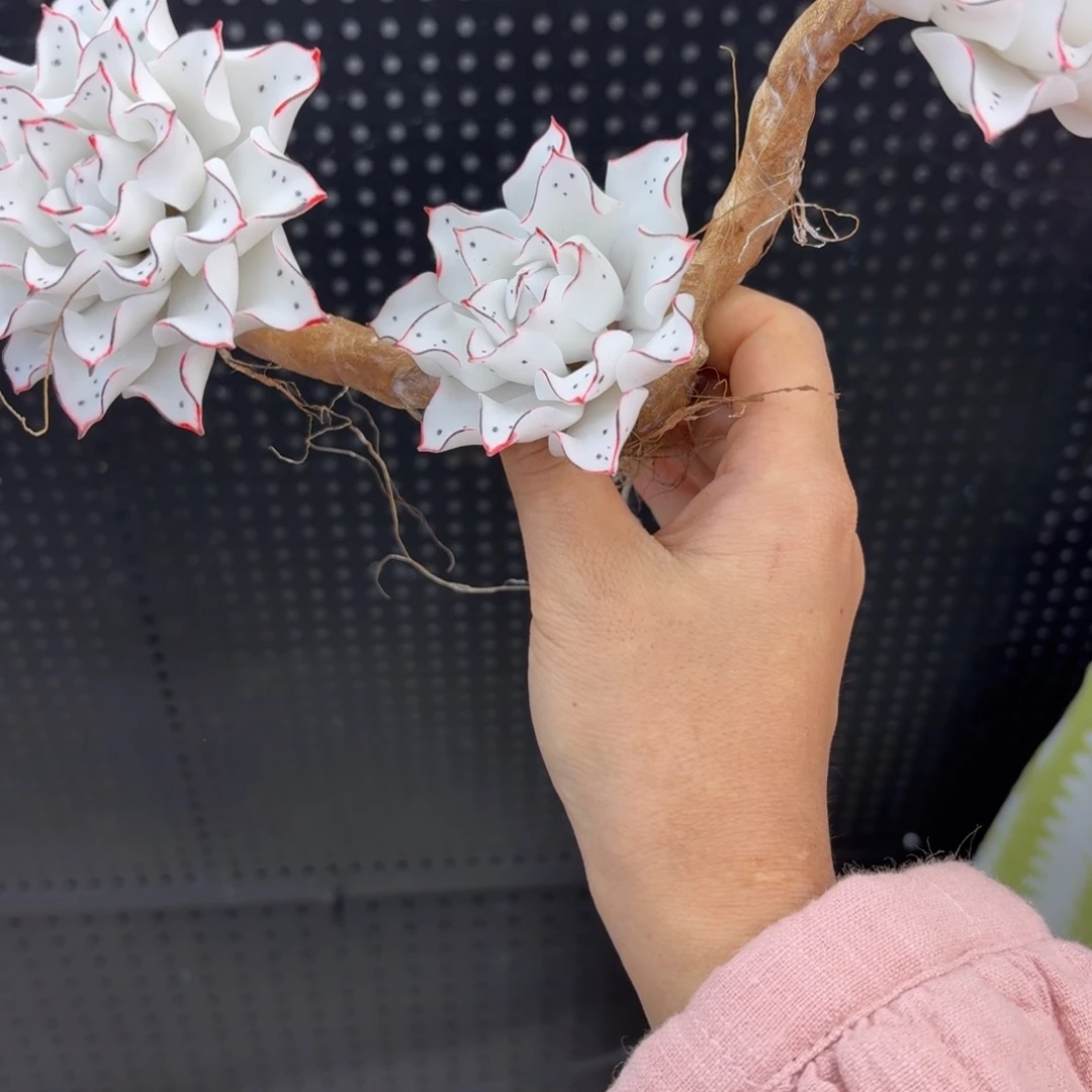 *****树脂549号哦哦哦哦哦哦哦