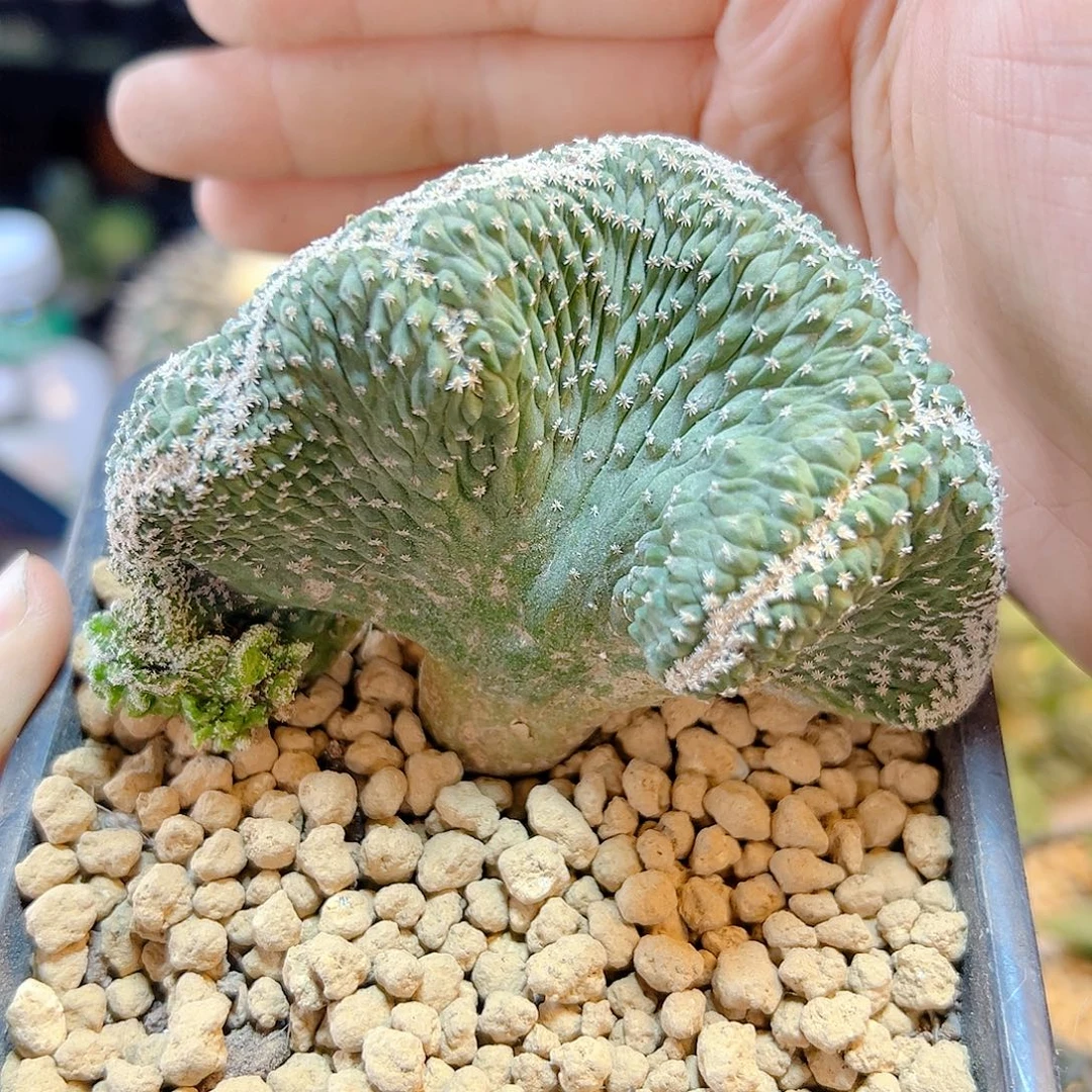 晚39号实生菊水9.1公分