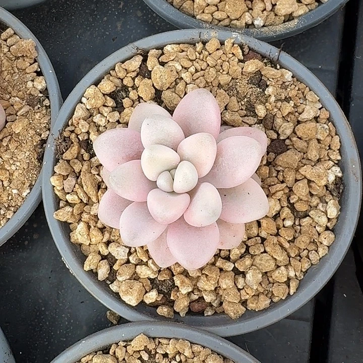 艾伦锦量拍，多肉锦