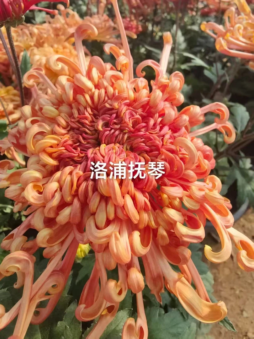 （洛蒲抚琴）原盆原土 带花苞货发货