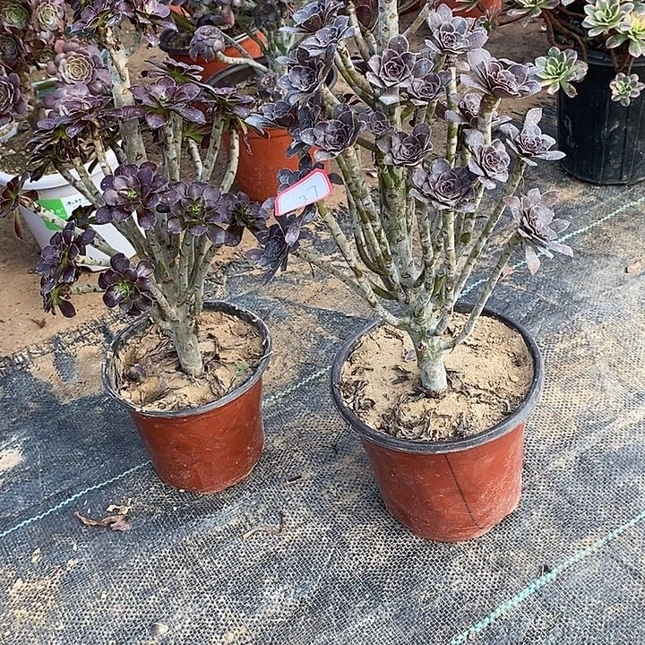 37，2颗多肉法师多肉法师