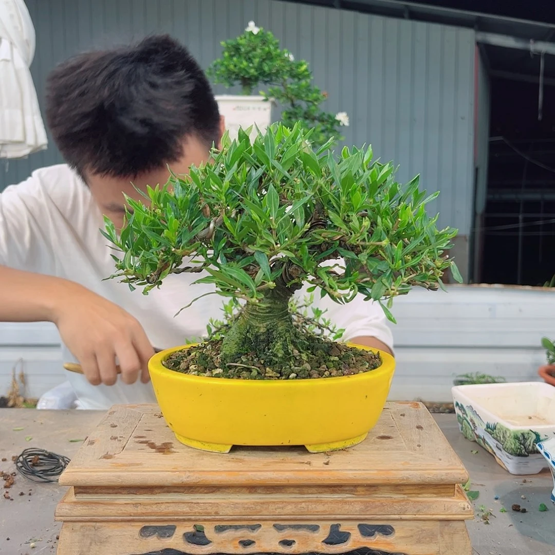别***o喜黛玉栀子花链接