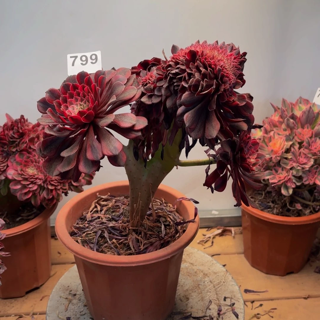 多肉法师黑铜白缀799