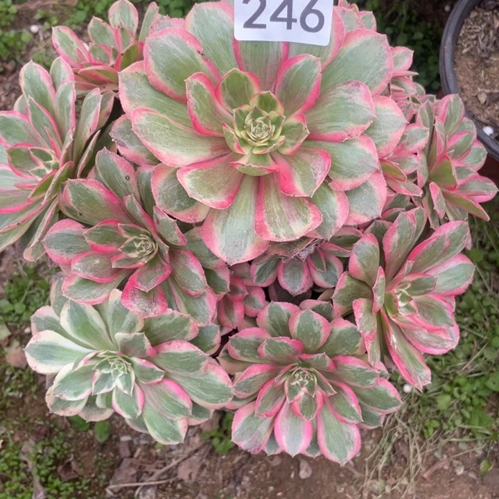 无花朵246多肉植物云荷