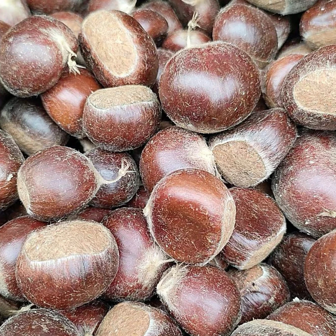 贵州高山野生小板栗