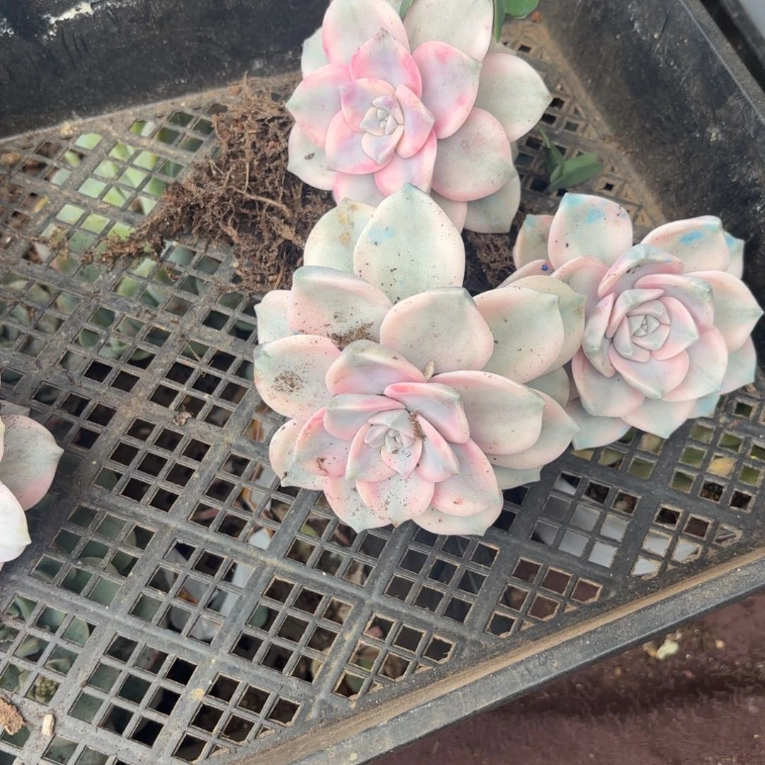 多肉植物只乐井三颗