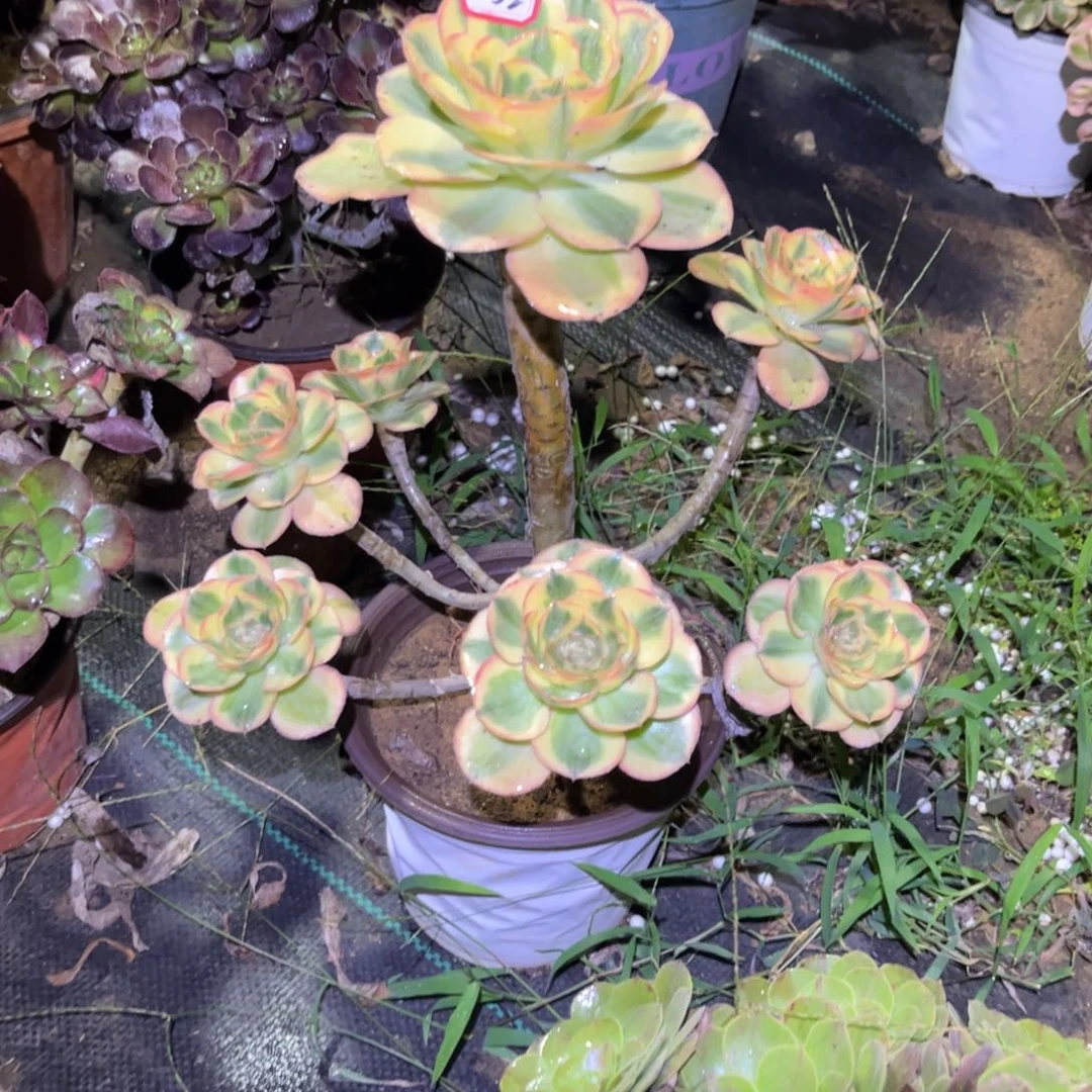 ****煜652多肉植物燕姿锦