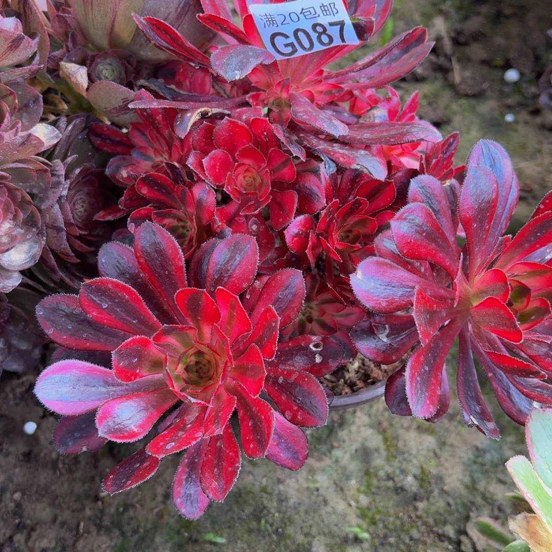 87多肉植物捧花的