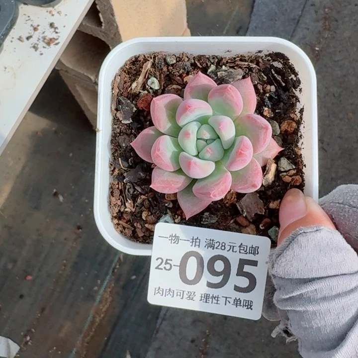 蛋吉多肉无盆土发货无盆土