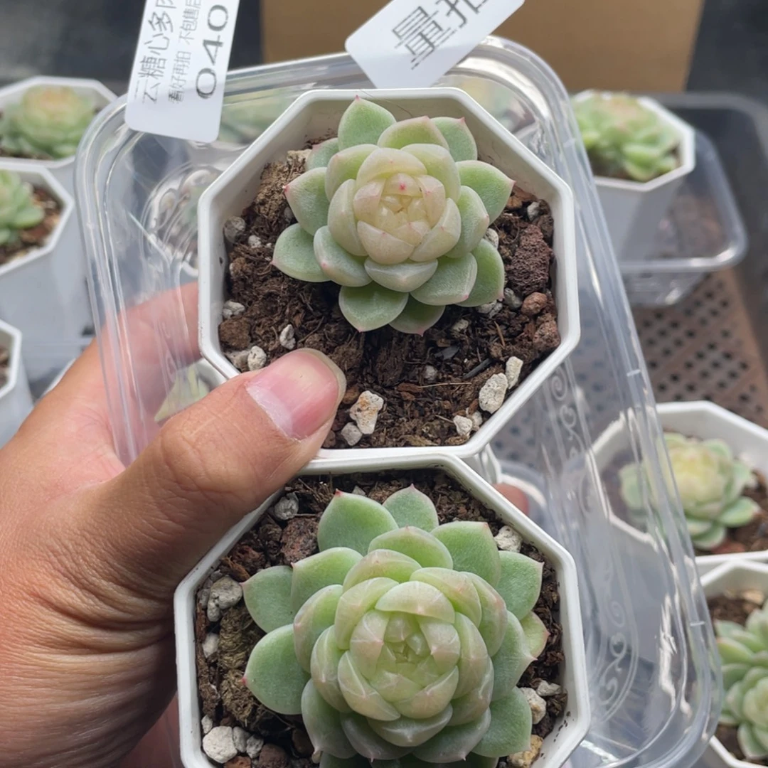 云糖心多肉植物40