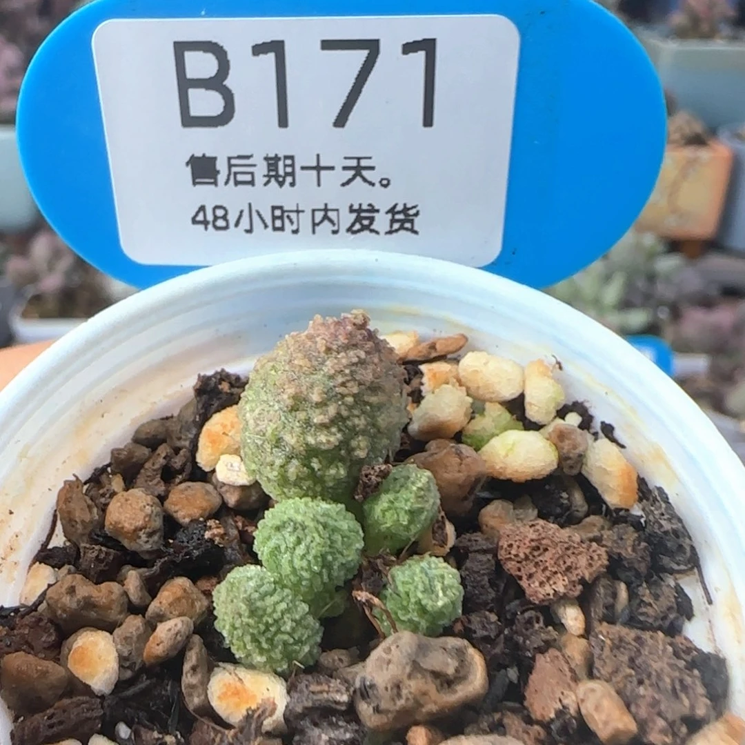 福利。    171。