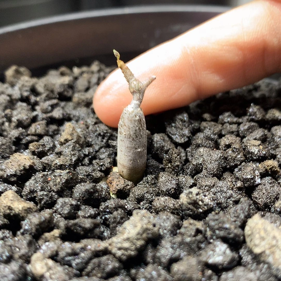 二***℡念珠橄榄实生带盆