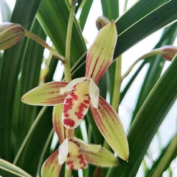 贵妃醉酒【5-6花剑起】四季兰浓香型盆栽绿植四季开花好养