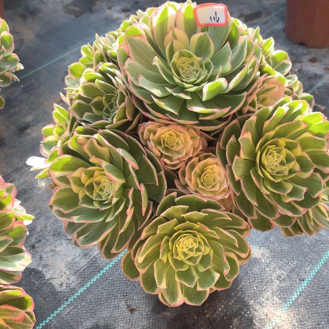 全部花朵116水中月多肉植物