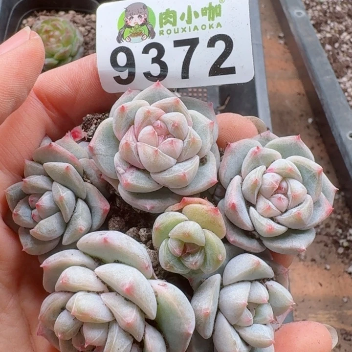 多肉植物多肉植物