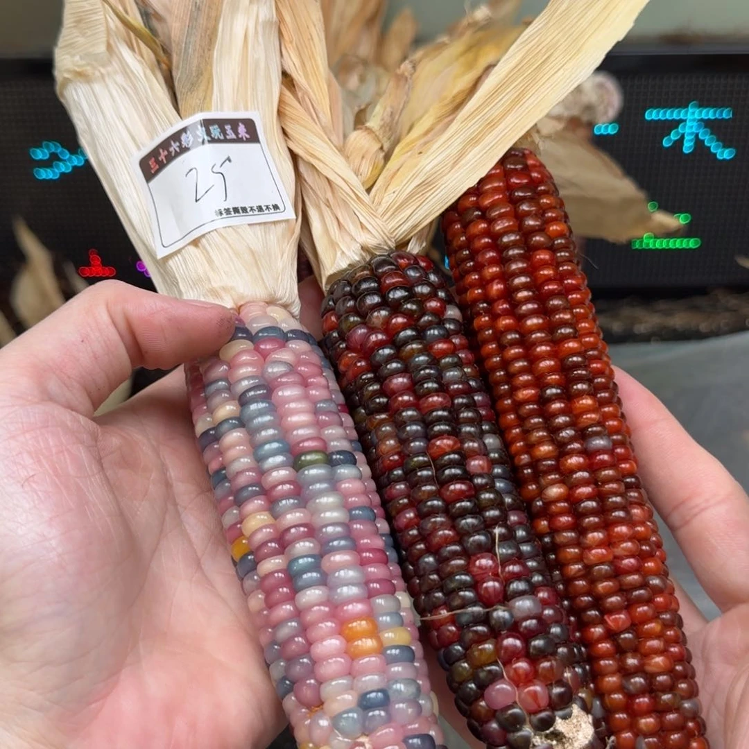 柏香籽/百香籽吊坠唐***糖