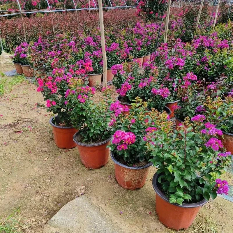 矮化紫薇天鹅绒紫叶丹红紫精灵紫薇红花紫薇庭院阳台四季植物开花