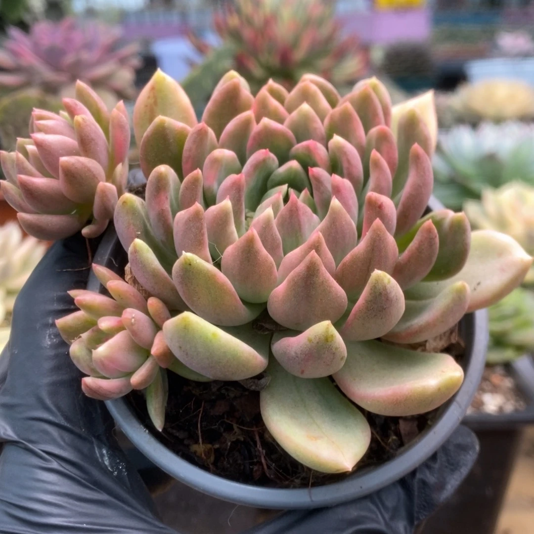 079红酒锦锦锦锦锦锦锦