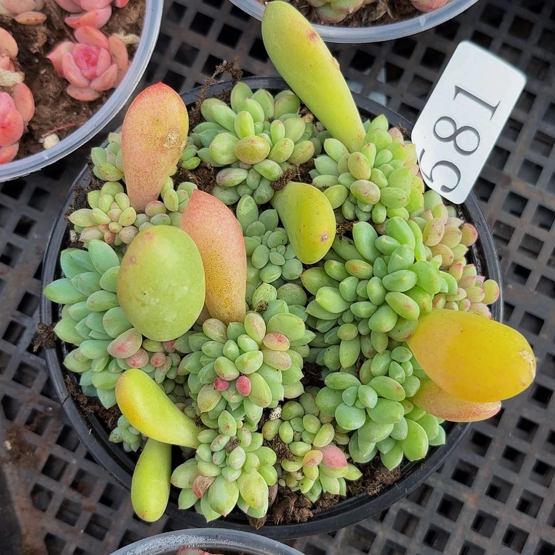 多肉植物多肉植物581