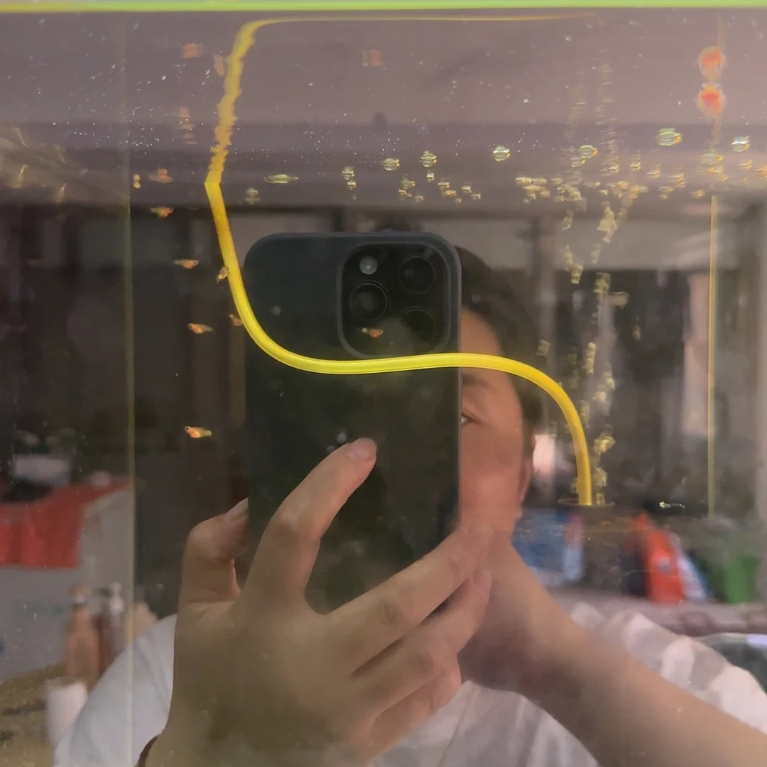 孔雀鱼粉猫玻璃球苗8条