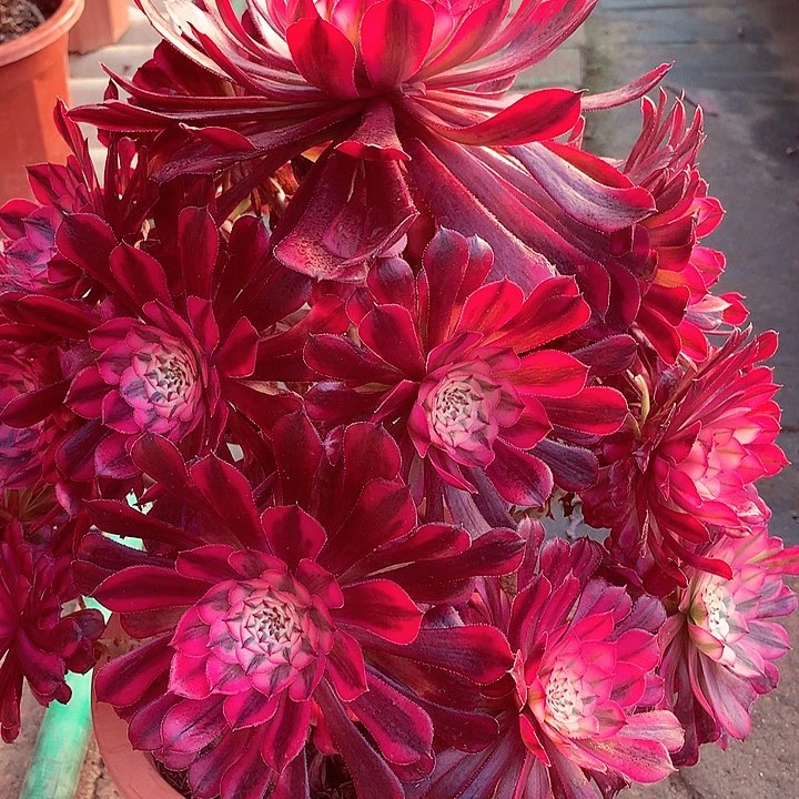 红铜白啊啊啊啊啊啊