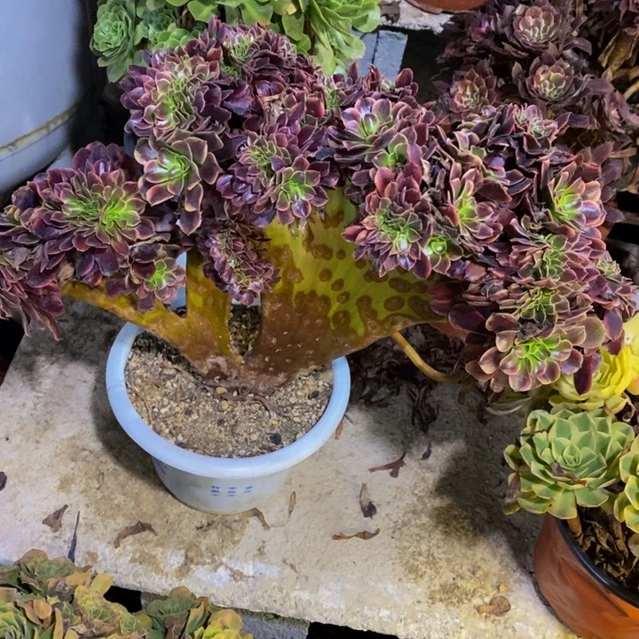 欧嘉丽多肉断头不包1957