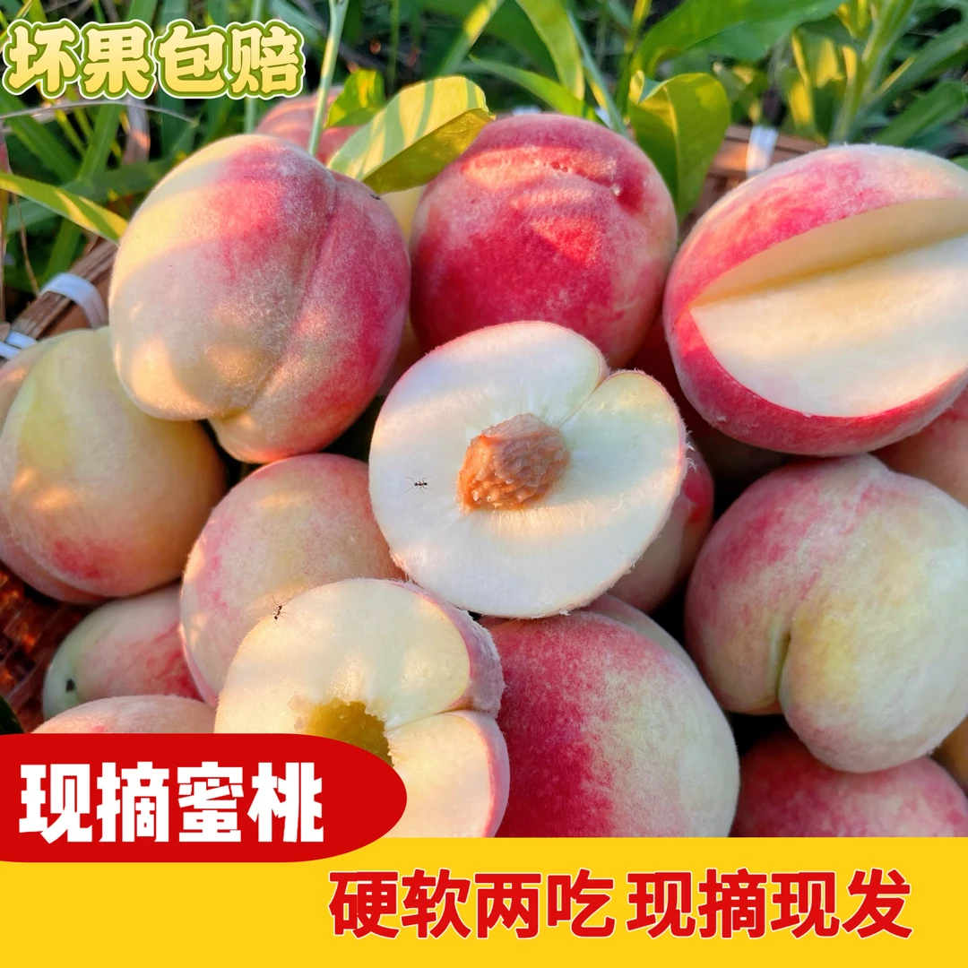 四川仪陇当季脆毛桃子蜜桃香甜水果新鲜现摘硬软两吃包邮坏果包赔
