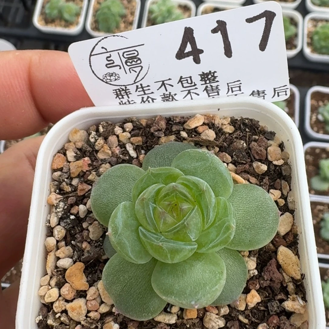 我***嘛如图417麦芽珍妮31一个