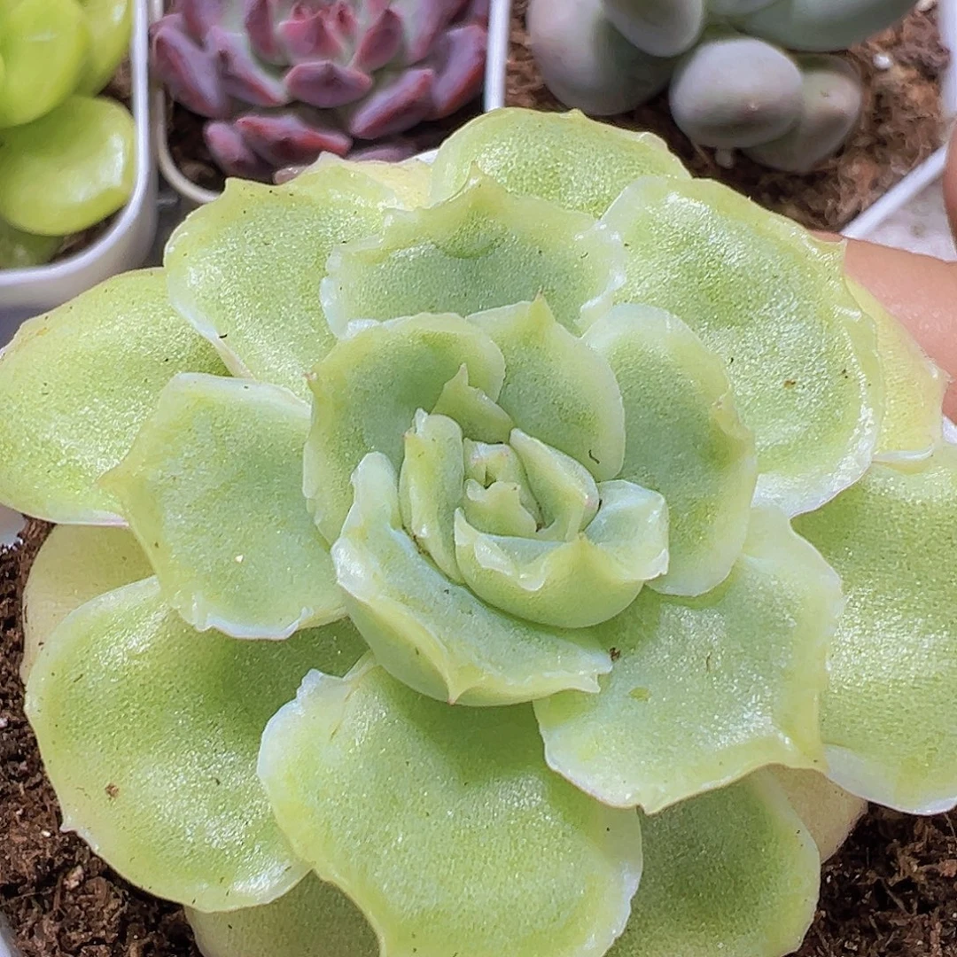 虾饺19包邮多肉植物